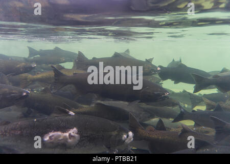 Une vue sous-marine d'un groupe de saumon sauvage Banque D'Images