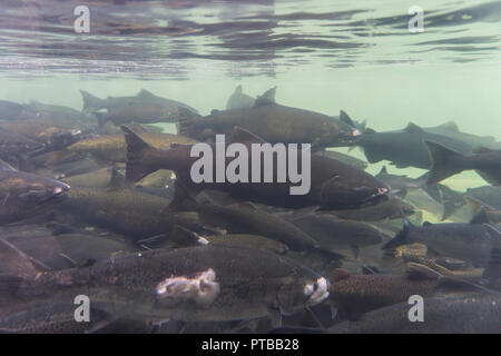 Une vue sous-marine d'un groupe de saumon sauvage Banque D'Images
