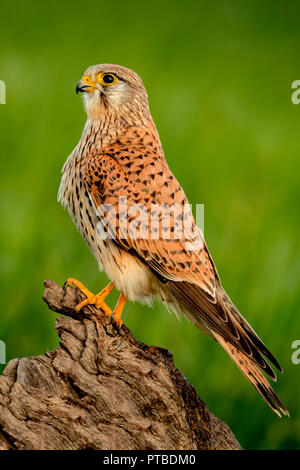 Beau profil d'un kestrel dans la nature avec un fond naturel Banque D'Images