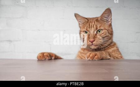 Gingembre mignon chat curieux à la table. Banque D'Images