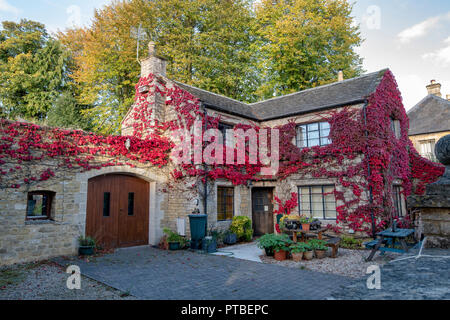 Du Parthenocissus tricuspidata. Boston ivy rouge / réducteur japonais feuilles sur une maison dans l'automne. Kingham, Cotswolds, Gloucestershire, Royaume-Uni Banque D'Images