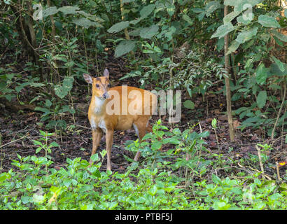 Deer Barking - au parc national de Corbett (Inde) Banque D'Images