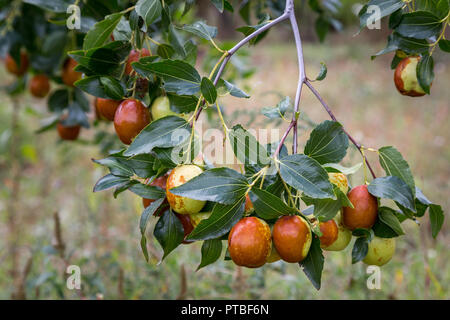 Branche de l'arbre de jujube, Abruzzes Banque D'Images