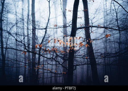 Les feuilles d'automne vieux touche de couleur pour former dans l'obscurité de la forêt de brouillard Banque D'Images