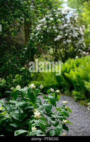 Maianthemum racemosum,American spikenard, faux nard, blanc, fleurs,racèmes simples, panicules, bois, bois, ombre, Ombre, ombre, jardin, Fleurs RM Banque D'Images