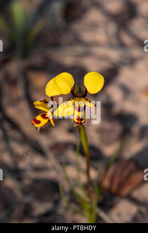 Diuris decrementa, orchidée abeille commune Banque D'Images