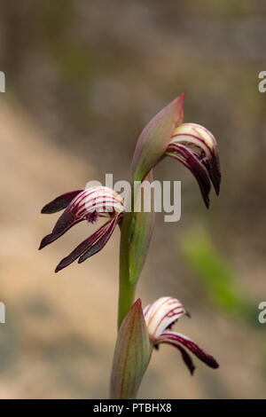 Pyrorchis nigricans, bec rouge Orchid Banque D'Images