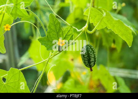 Petite cucamelons melothriascabra (vert) croissant sur les vignes avec de minuscules fleurs jaunes en été. Banque D'Images