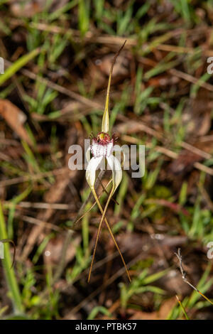 Caladenia longicauda ssp. calcigena, orchidée araignée blanche côtières Banque D'Images