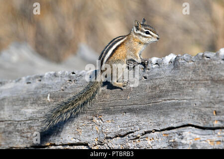 Un tamia se trouve au sommet d'un log à turnbull wildlife refuge à Cheney, Washington. Banque D'Images