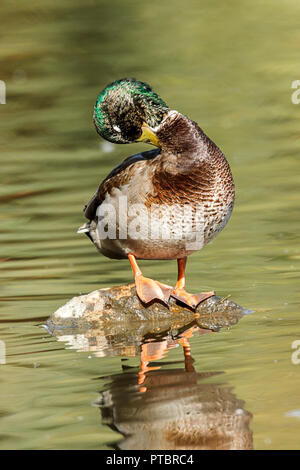 Un canard colvert est occupé à se lisser à Cannon Hill Park à Spokane, Washington. Banque D'Images