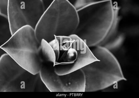 De belles photographies en noir et blanc de la nature de près. Banque D'Images