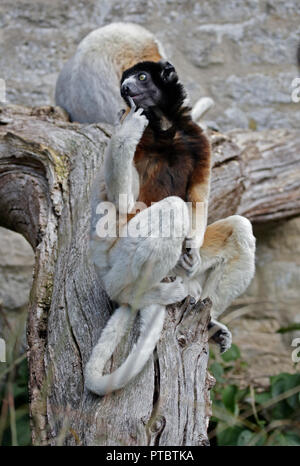 Paire de Propithèques de verreaux couronné (Propithecus verreauxi coronatus) Banque D'Images