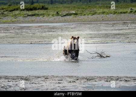 La Côte d'Alaska Grizzly Ours brun des éclaboussures dans la rivière à la recherche de nourriture dans Katmai National Park Banque D'Images