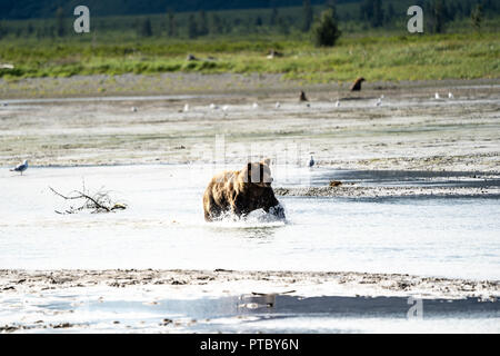 La Côte d'Alaska Grizzly Ours brun des éclaboussures dans la rivière à la recherche de nourriture dans Katmai National Park Banque D'Images