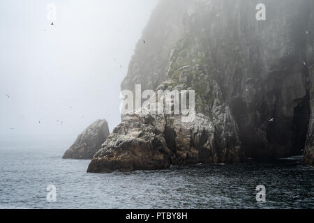 Des centaines d'oiseaux à la colonie des îles Chiswell dans Kenai Fjords National Park en Alaska Banque D'Images