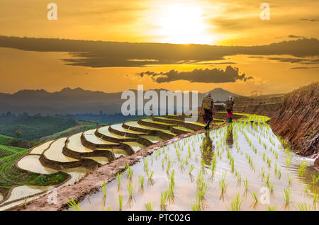 Terrain en terrasses de riz avec Mountaineer sont à pied sur la crête entre le riz de placage, Mae Chaem, la province de Chiang Mai, Thaïlande Banque D'Images