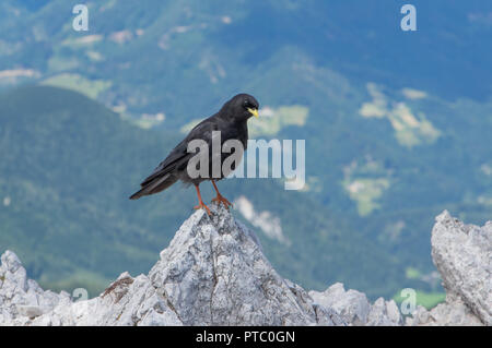 Alpine chough Pyrrhocorax graculus, assis, sur le calcaire dans les Alpes en Slovénie Banque D'Images
