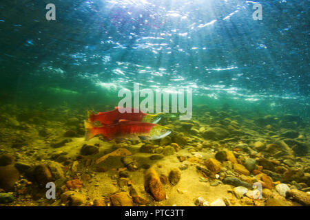 Homme et de femelles dans les eaux de la rivière Adams, British Columbia, Canada. Banque D'Images