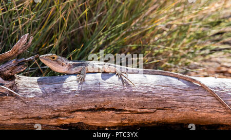 Le centre de dragon barbu (Pogona vitticeps) Banque D'Images