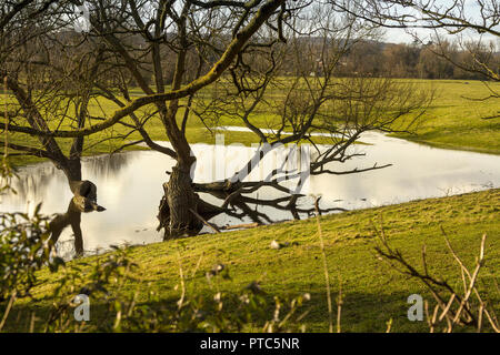 La submersion de terres en Studley, Warwickshire en 2014. Banque D'Images