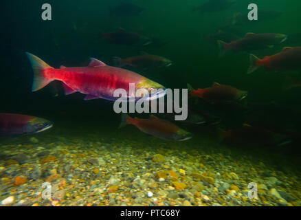 Les saumons rouges de l'école tenue par le lac Adams dans la Salmon Arm en Colombie-Britannique, Canada. Banque D'Images