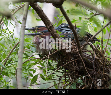 Le Héron vert bénéficiant d'oiseaux construisent leur nid. Banque D'Images