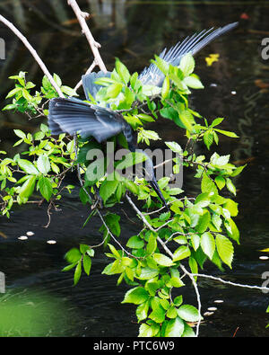 Oiseau Heron vert profitant de leur cour. Banque D'Images