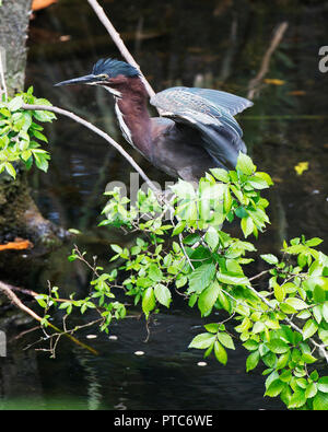 Oiseau Heron vert profitant de leur cour. Banque D'Images