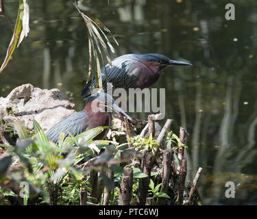 Oiseau Heron vert profitant de leur cour. Banque D'Images