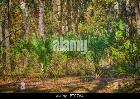 Dans les arbres Sabal Palmetto une zone boisée naturelle du centre-nord de la Floride. Banque D'Images