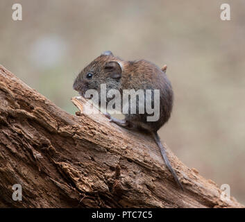 Campagnol roussâtre (Myodes glareolus), Pays-Bas. Banque D'Images