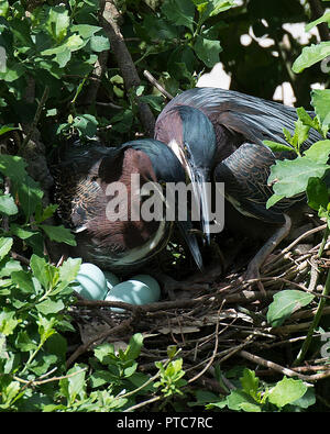 Le Héron vert oiseaux sur le nid avec des oeufs. Banque D'Images