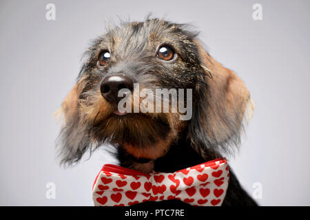 Une adorable Teckel portant nœud papillon avec coeurs rouges - studio shot, isolé sur le gris. Banque D'Images