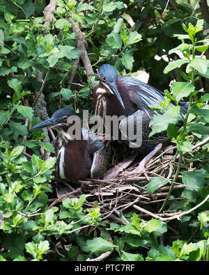 Le Héron vert oiseaux sur le nid avec des oeufs. Banque D'Images