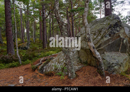 Gros bloc de granite en forêt de pins Calédoniens, Loch an Eilein, Rothiemurchus Forest, Speyside, en Ecosse Banque D'Images