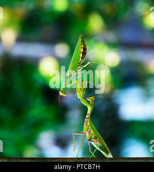 Deux grandes mante religieuse verte sur une branche, on praying mantis a soulevé un deuxième insecte, un fond vert floue Banque D'Images