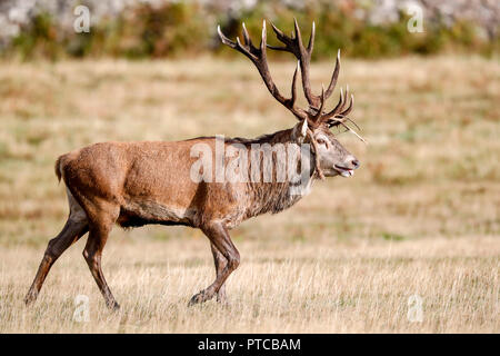 Red Deer (Cervus elaphus) Banque D'Images