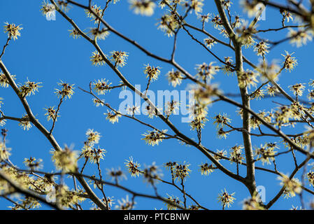 Hamamelis mollis Banque D'Images