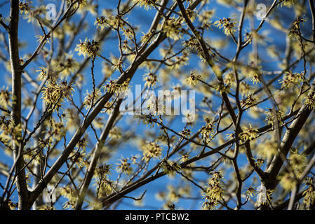 Hamamelis mollis Banque D'Images