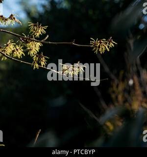 Hamamelis mollis Banque D'Images