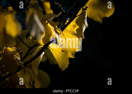 Hamamelis mollis Banque D'Images