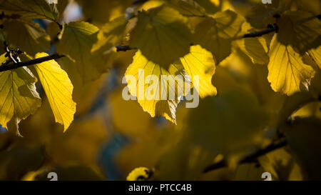 Hamamelis mollis Banque D'Images