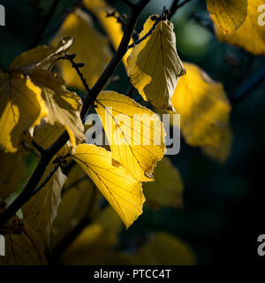 Hamamelis mollis Banque D'Images