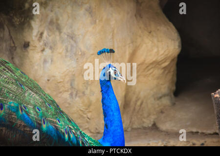 Peacock est vivant dans la grotte. Paons Indiens mâles ou des paons bleus (Pavo cristatus), et un grand oiseau aux couleurs vives, est une espèce d'indigènes paons Banque D'Images