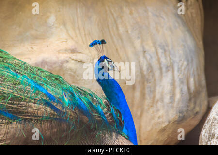 Peacock est vivant dans la grotte. Paons Indiens mâles ou des paons bleus (Pavo cristatus), et un grand oiseau aux couleurs vives, est une espèce d'indigènes paons Banque D'Images