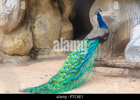 Peacock est vivant dans la grotte. Paons Indiens mâles ou des paons bleus (Pavo cristatus), et un grand oiseau aux couleurs vives, est une espèce d'indigènes paons Banque D'Images