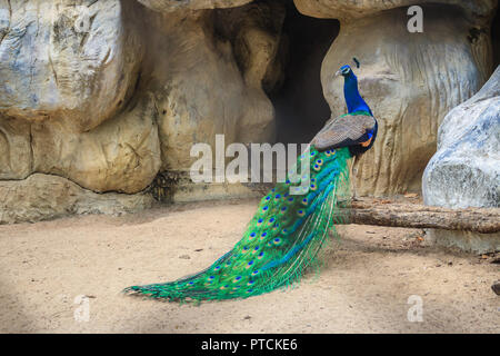 Peacock est vivant dans la grotte. Paons Indiens mâles ou des paons bleus (Pavo cristatus), et un grand oiseau aux couleurs vives, est une espèce d'indigènes paons Banque D'Images