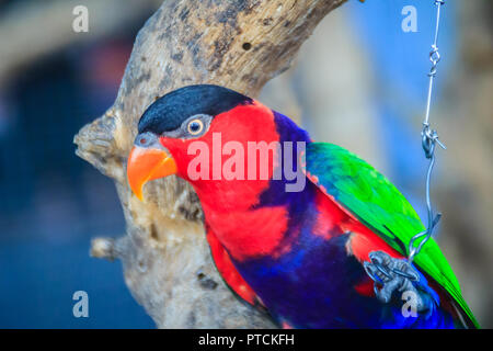 Jambe noire enchaînés perroquet lory ce regard si triste et agoniser. Black-capped (Lorius lory) également connu sous le nom de western black-capped lory ou le tricolore Banque D'Images