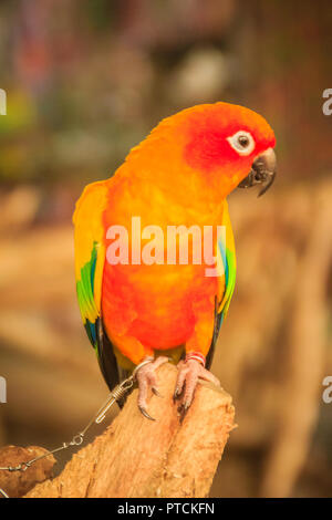 Perruche Soleil enchaîné jambe perroquet qui l'air si triste et agoniser. La perruche conure soleil ou soleil (Aratinga solstitialis) est une moyenne des colore Banque D'Images